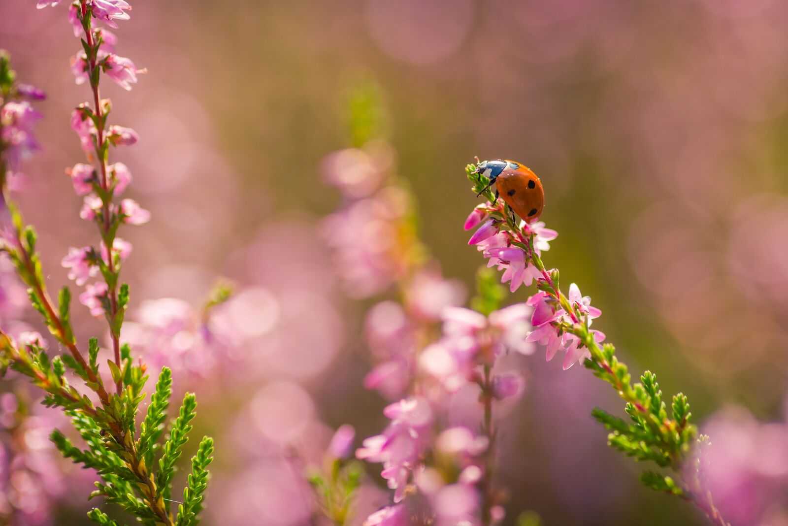 Stock image, please contact Amanda Roberts