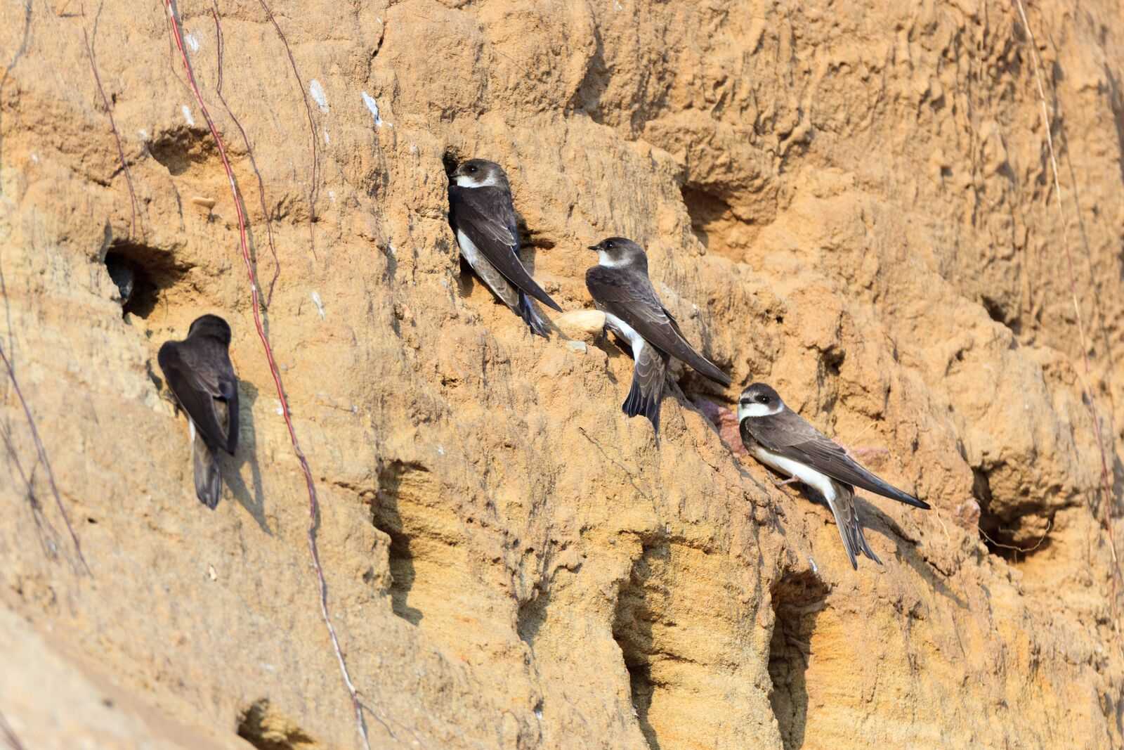 Sand Martin (Riparia riparia).Wild bird in a natural habitat.