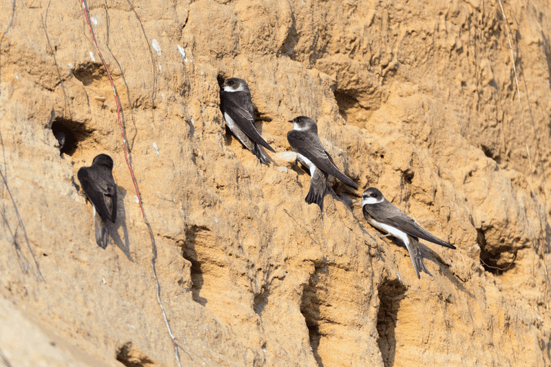 Sand Martin (Riparia riparia).Wild bird in a natural habitat.