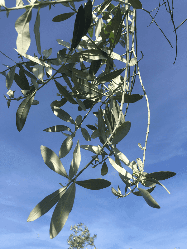 https://sibelco.getbynder.com/m/4e65c89a0efdc813/webimage-Sibelco-olive-oil-Virtus.png
