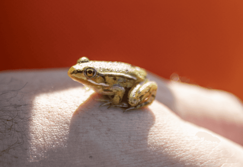 https://sibelco.getbynder.com/m/6cdb045658ea64aa/webimage-Meet-the-amphibians.png