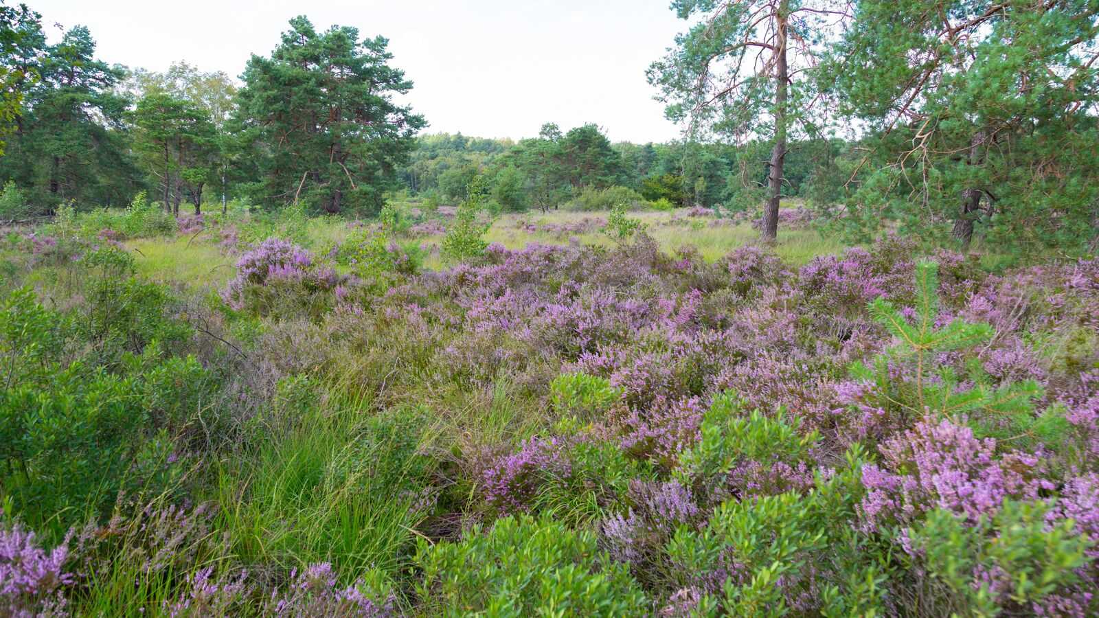 Hoge Kempen National Park in Flanders, Belgium at summer. Heath land among pine forest. Moor land. Beautiful european nature.