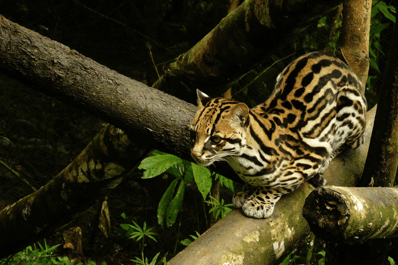 Ocelot sitting on a branch with a golden fur looking in the distance